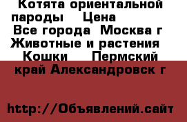 Котята ориентальной пароды  › Цена ­ 12 000 - Все города, Москва г. Животные и растения » Кошки   . Пермский край,Александровск г.